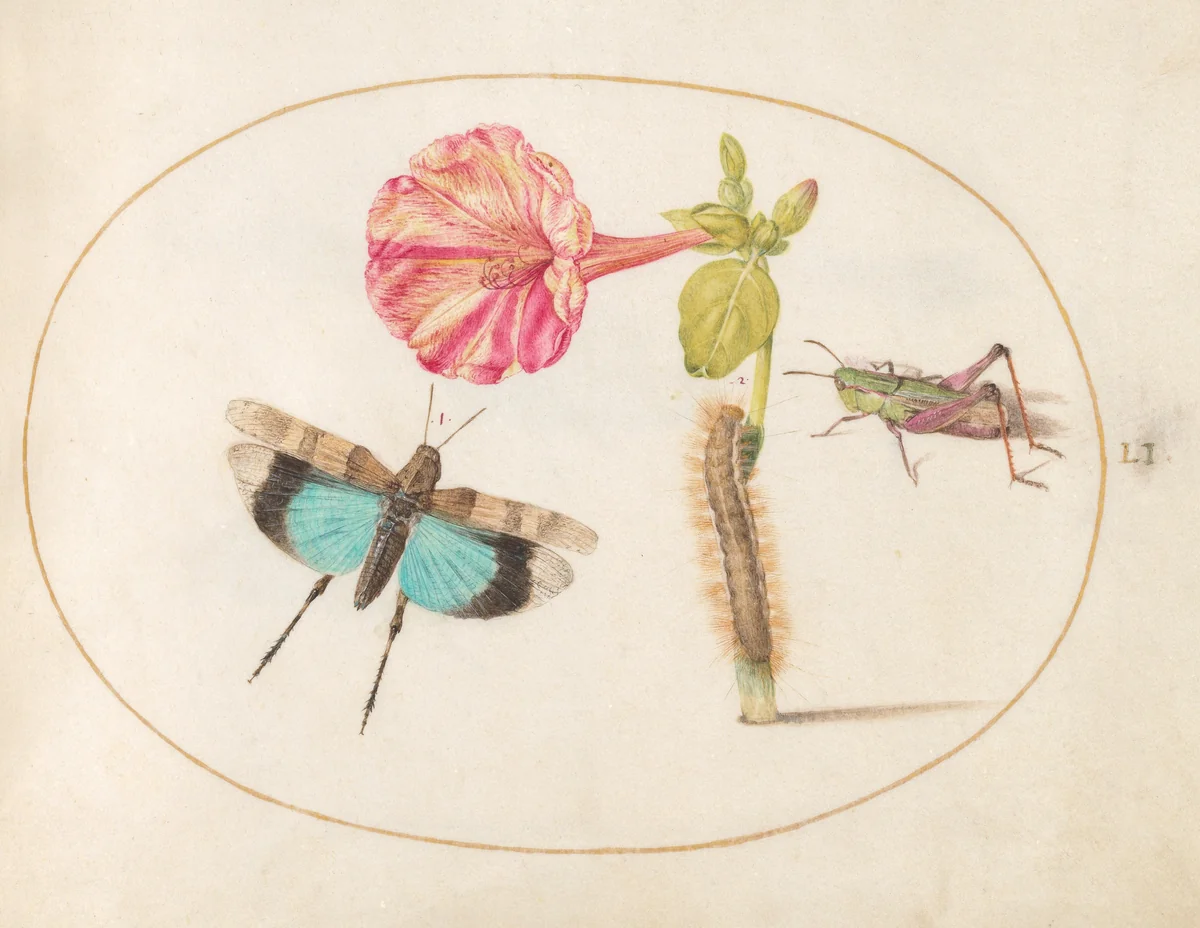 Plate 51: Grasshoppers and a Caterpillar with a Four O'Clock Flower by Joris Hoefnagel, drawing, 1570-1599