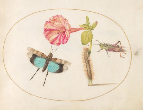 Plate 51: Grasshoppers and a Caterpillar with a Four O'Clock Flower by Joris Hoefnagel, drawing, 1570-1599