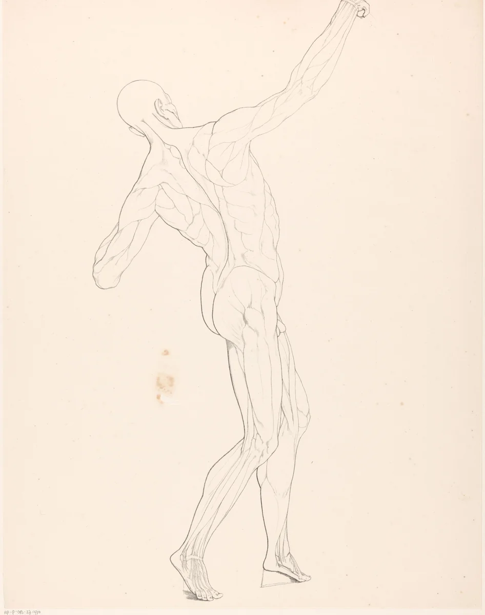 Tekenvoorbeeld van een écorché van opzij gezien by Jean Augustin Daiwaille, print, 1820-1833