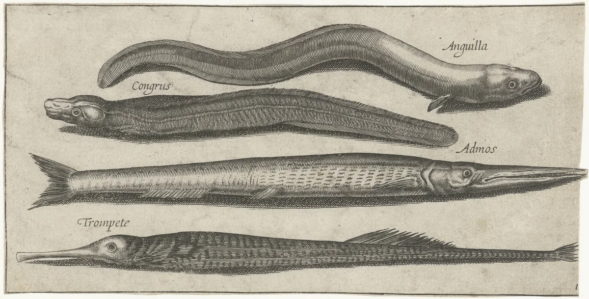 Geep, zeenaald, aal en een paling by Pierre Firens, print, 1600-1638
