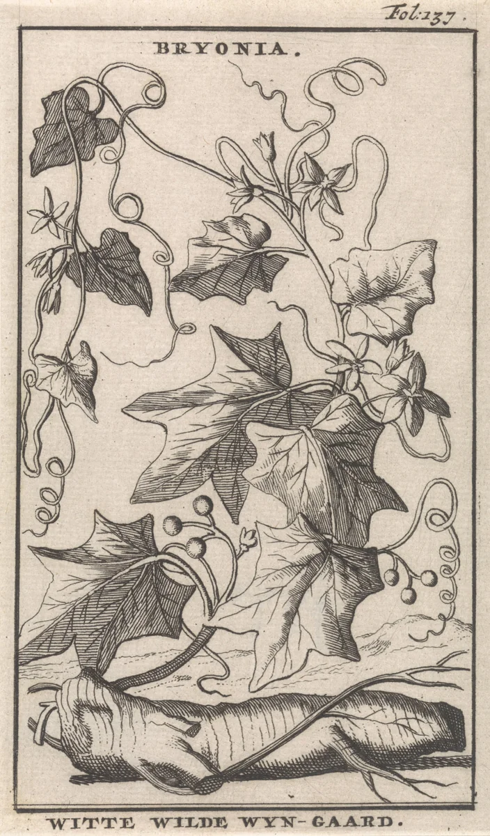 Witte heggenrank by Caspar Luyken, print, 1698