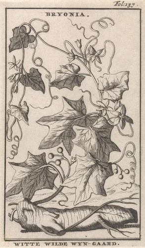 Witte heggenrank by Caspar Luyken, print, 1698