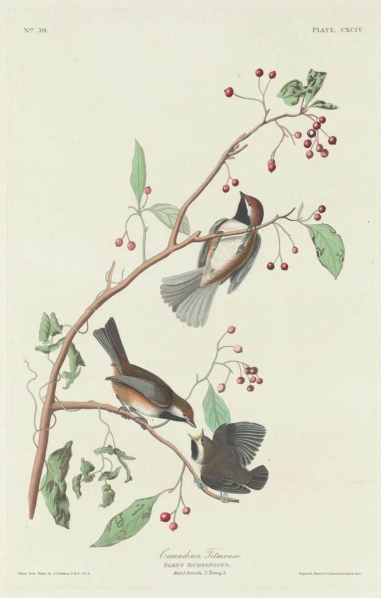 Canadian Titmouse by Robert Havell, Jr.; John James Audubon, print, 1834