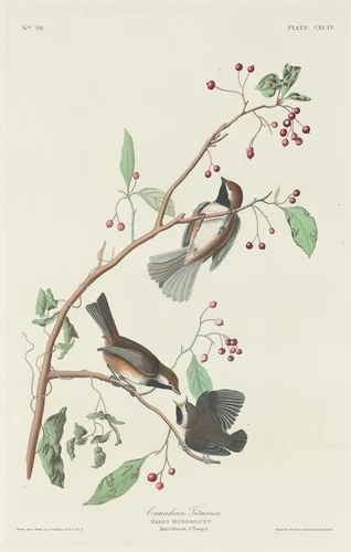 Canadian Titmouse by Robert Havell, Jr.; John James Audubon, print, 1834