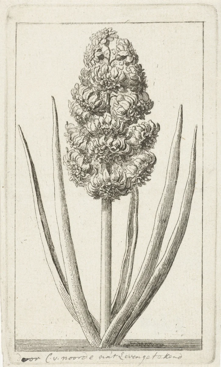 Hyacint by Cornelis van Noorde, print, 1741-1795