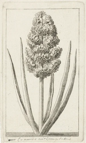 Hyacint by Cornelis van Noorde, print, 1741-1795