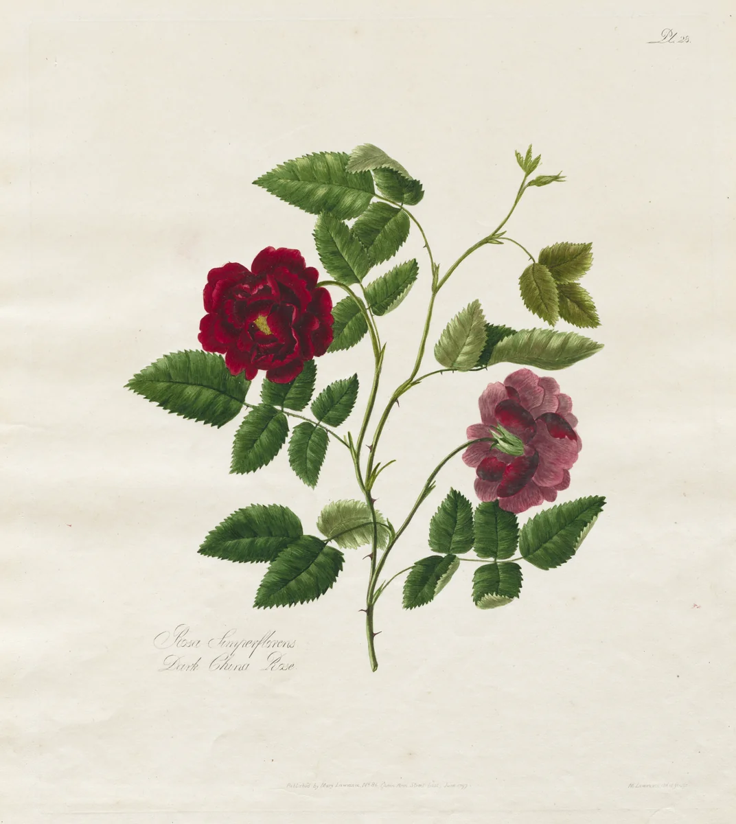 A Collection of Roses from Nature: Dark China Rose by Mary Lawrance, print, 1799