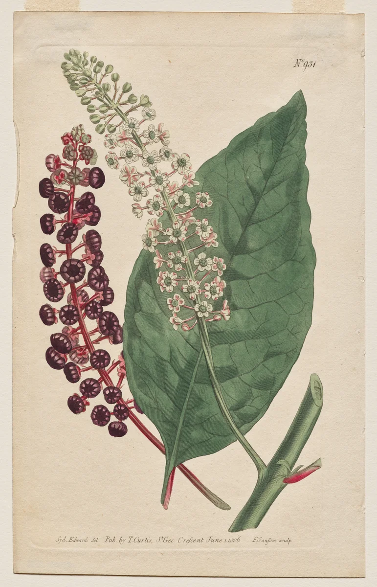 The Botanical Magazine or Flower Garden Displayed: Plate 931, Phytolacca Decandra. Virginian Poke. [Phytolaca Americana] by Francis Sansom, print, 1806