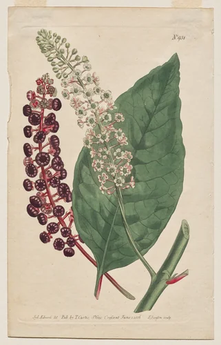 The Botanical Magazine or Flower Garden Displayed: Plate 931, Phytolacca Decandra. Virginian Poke. [Phytolaca Americana] by Francis Sansom, print, 1806