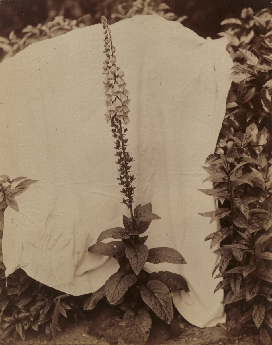 Digitale by Eugène Atget, photograph, 1900