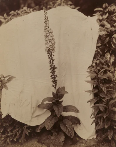 Digitale by Eugène Atget, photograph, 1900