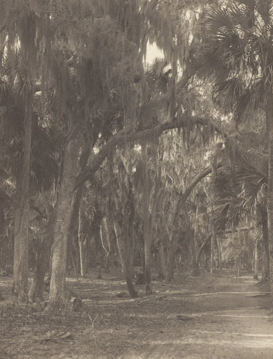 At Rockledge, Florida by Alfred Stieglitz, photograph, 1895