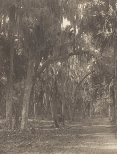 At Rockledge, Florida by Alfred Stieglitz, photograph, 1895