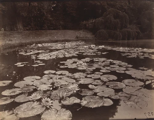 Nymphéa (Bagatelle) by Eugène Atget, photograph, 1925