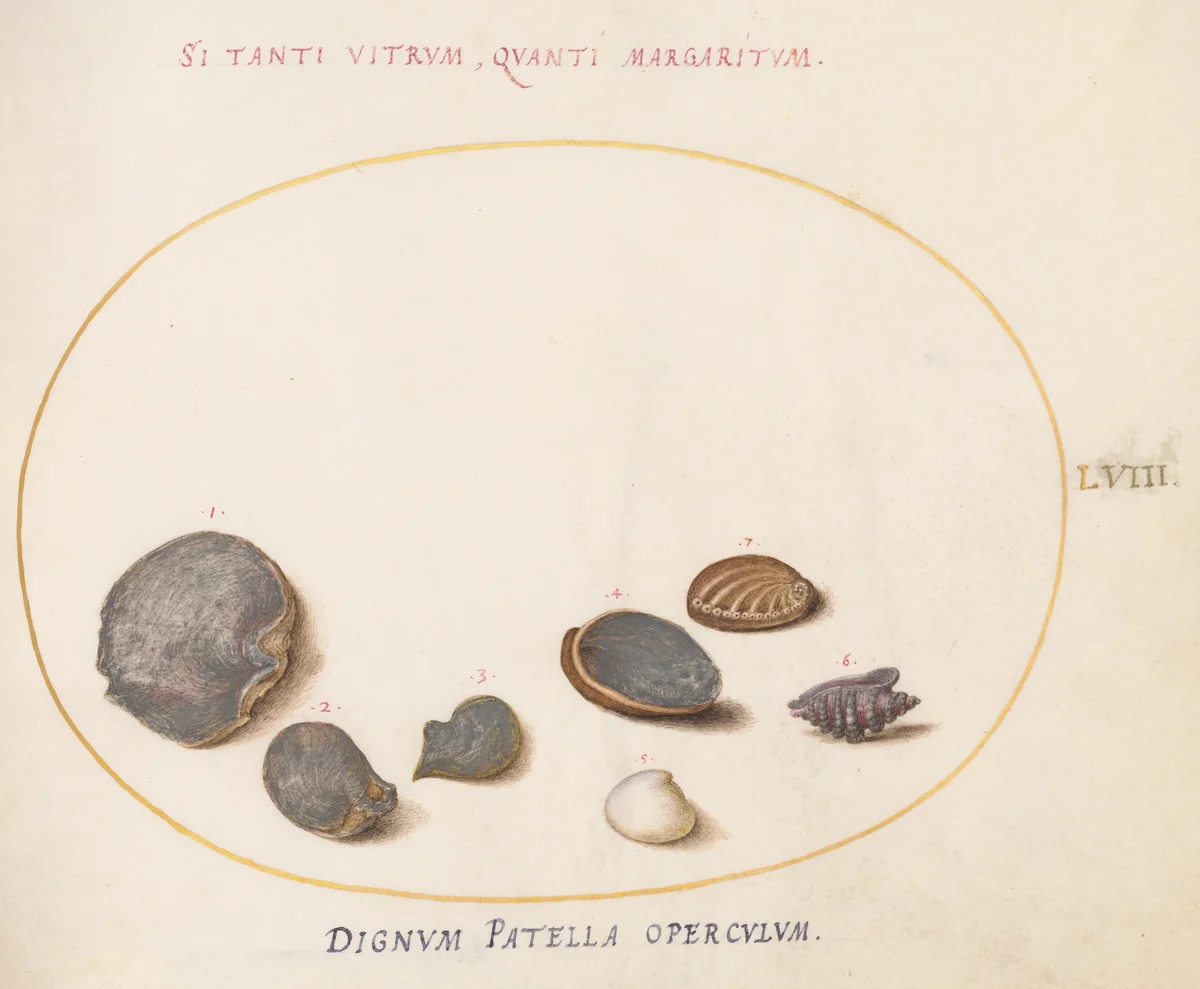 Plate 58: Shells, including Abalone(?) by Joris Hoefnagel, drawing, 1570-1599
