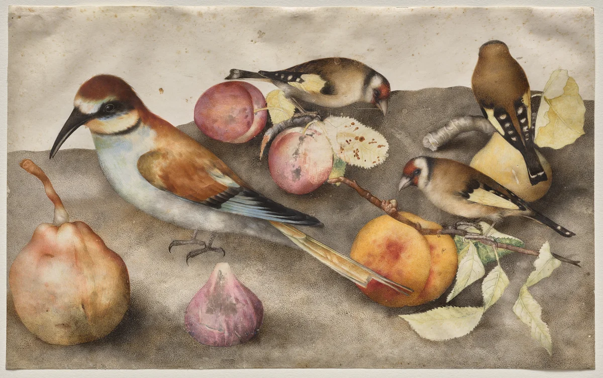 Still Life with Birds and Fruit by Giovanna Garzoni, drawing, 1645-1655