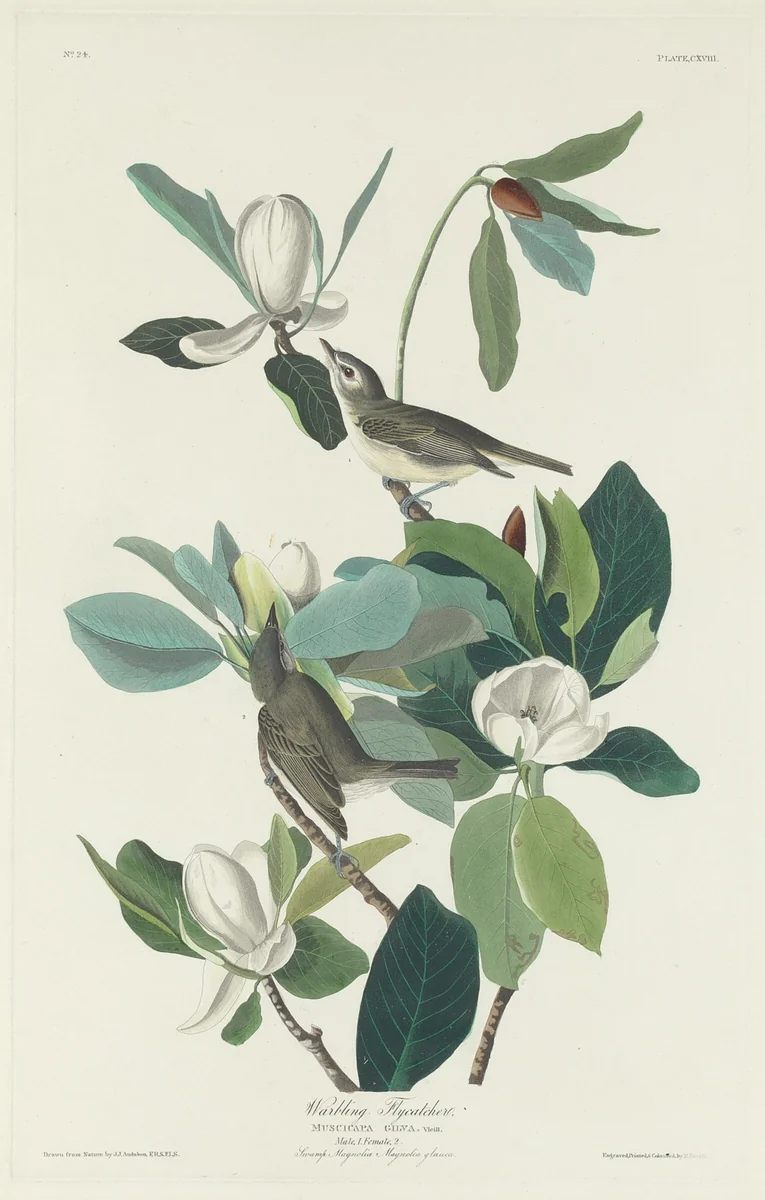 Warbling Flycatcher by Robert Havell, Jr.; John James Audubon, print, 1831