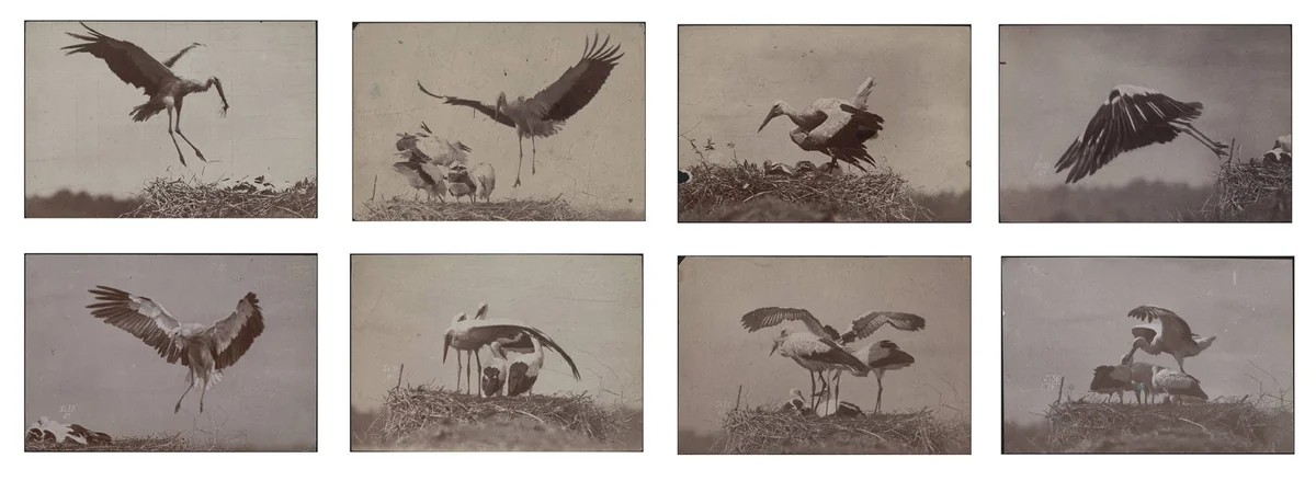 Untitled by Ottomar Anschütz, photograph, 1884