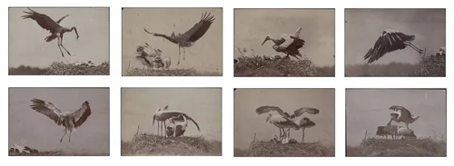 Untitled by Ottomar Anschütz, photograph, 1884