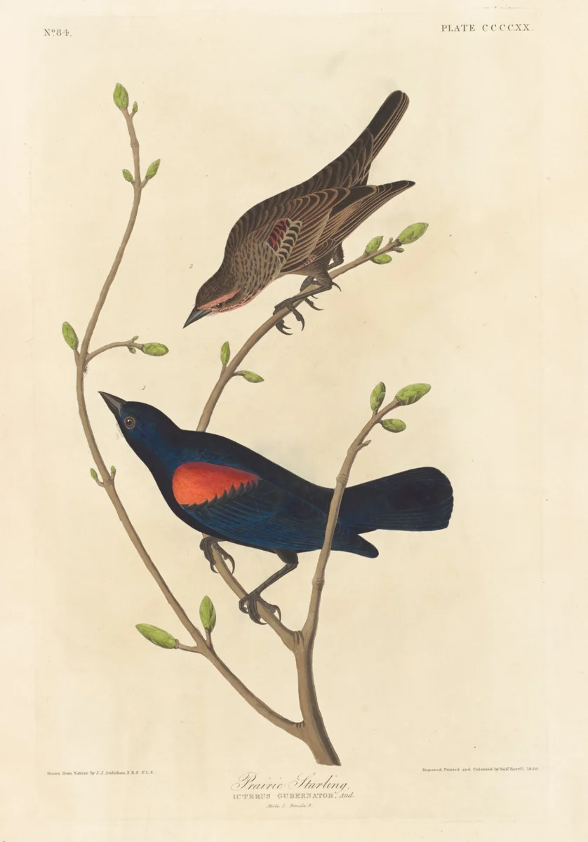 Prairie Starling by Robert Havell, Jr.; John James Audubon, print, 1838