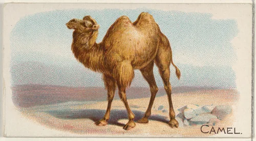 Camel, from the Quadrupeds series (N21) for Allen & Ginter Cigarettes by Allen & Ginter, print, 1890