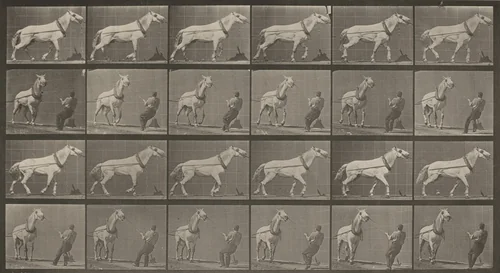 Plate Number 573. "Johnson" hauling, man pulling at head by Eadweard Muybridge, photograph, 1887