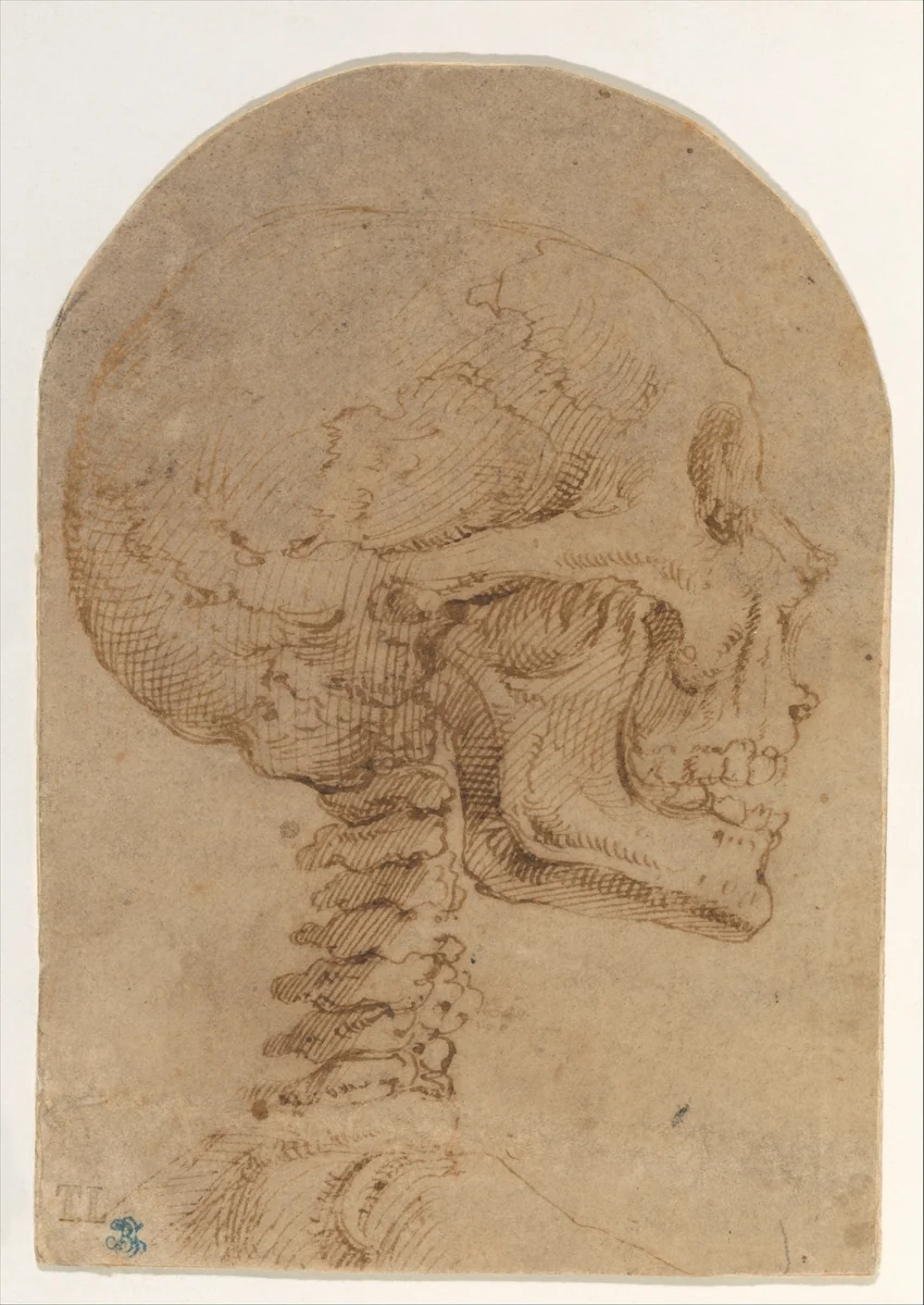 Skull in Profile by Battista Franco, drawing, 1535-1541