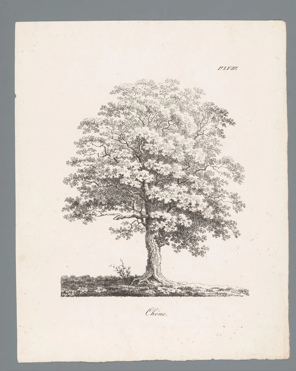Eik by J. Bernard, print, 1820-1833