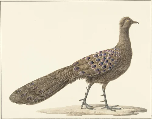 Spiegelpauw by Pieter Pietersz. Barbiers, drawing, 1759-1842
