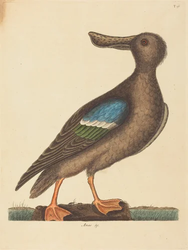 The Blue Winged Shoveler (Anas clypeata foemina) by Mark Catesby, print, 1754