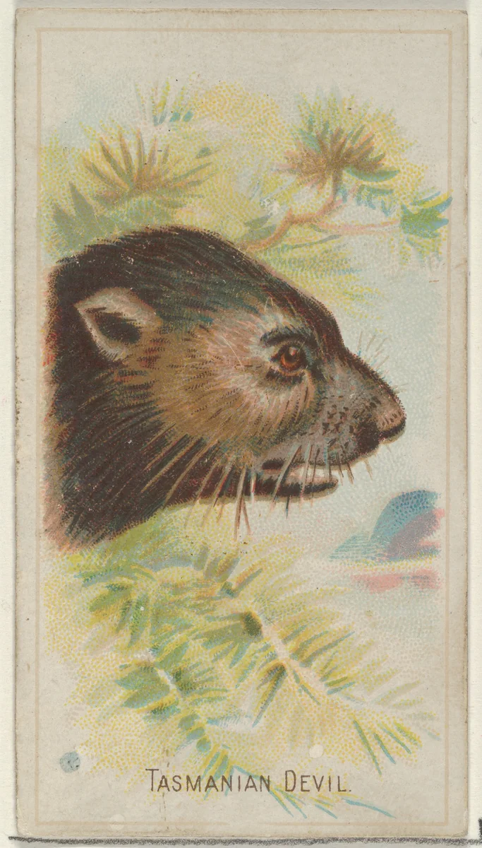 Tasmanian Devil, from the Wild Animals of the World series (N25) for Allen & Ginter Cigarettes by Allen & Ginter, print, 1888