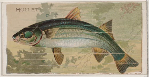 Mullet, from the series Fishers and Fish (N74) for Duke brand cigarettes by Knapp & Company, print, 1888