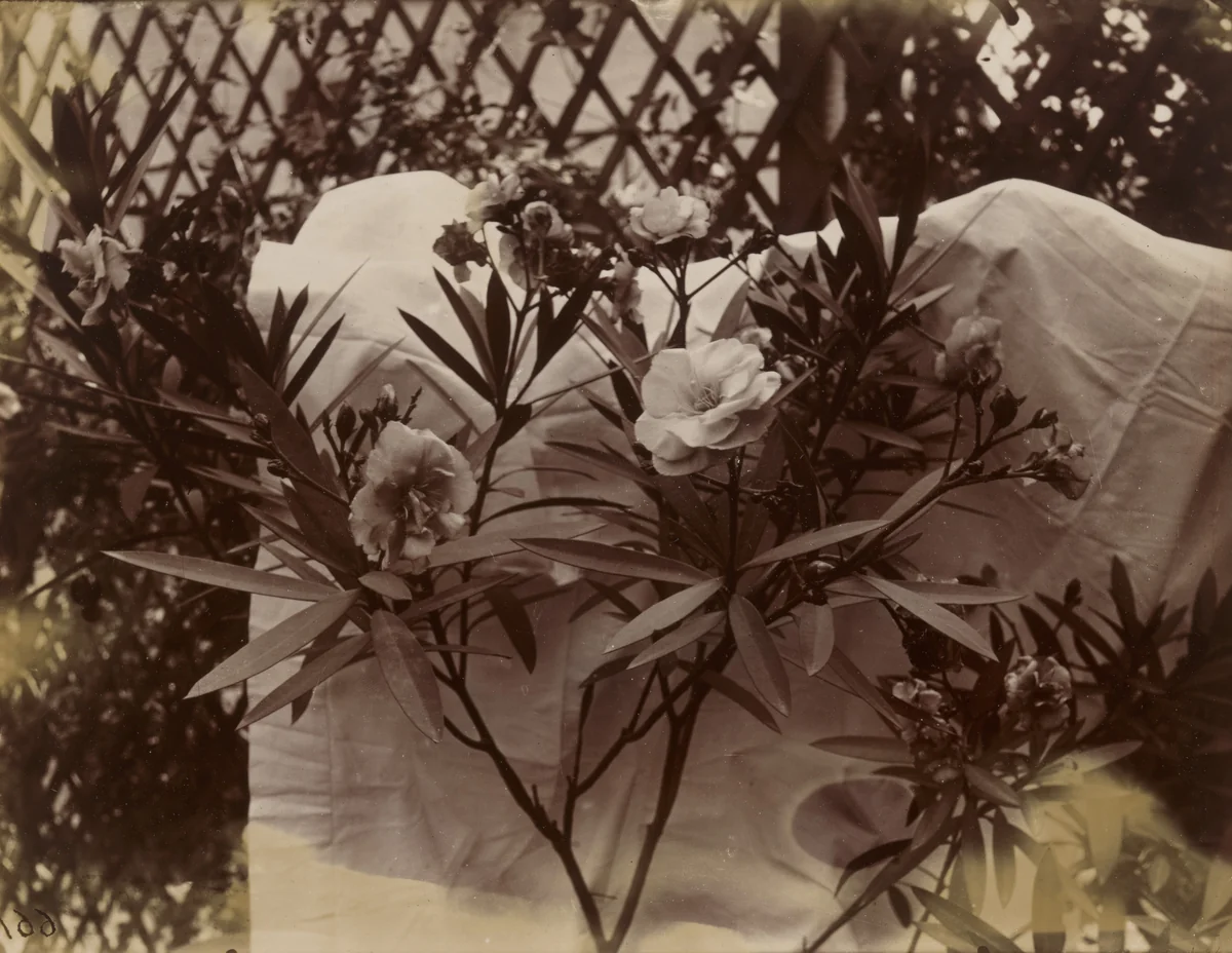 Laurier-Rose by Eugène Atget, photograph, 1900