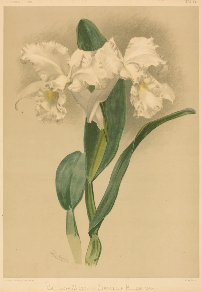 Cattleya Mendelii Quorndon House Var. by Gustav Leutzsch; Henry George Moon, print, 1780-1899
