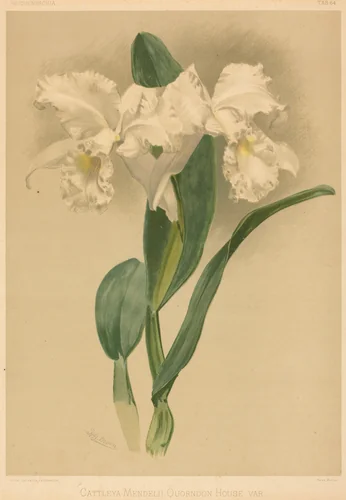 Cattleya Mendelii Quorndon House Var. by Gustav Leutzsch; Henry George Moon, print, 1780-1899