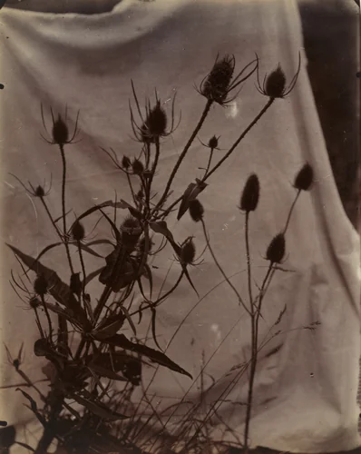 Peignes by Eugène Atget, photograph, 1900