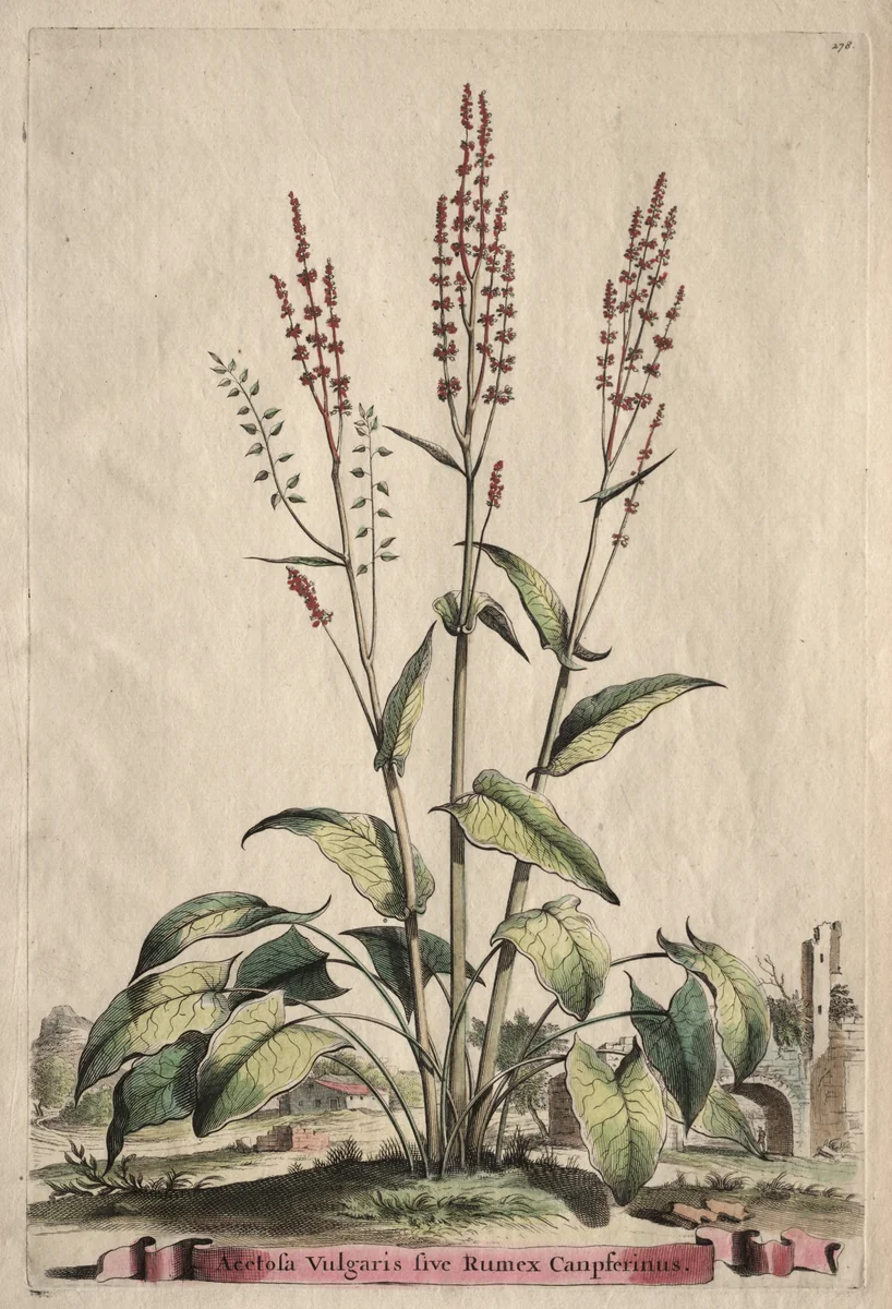 Phytographia Curiosa: Acetosa Vulgaris sive Rumex Canpferinus by Abraham Munting, print, 1651-1683