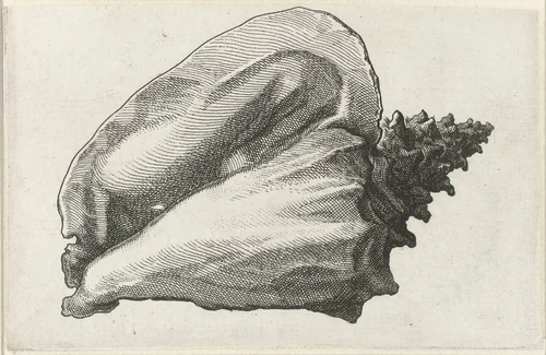Schelp, strombus gigas by Wenceslaus Hollar, print, 1644-1652