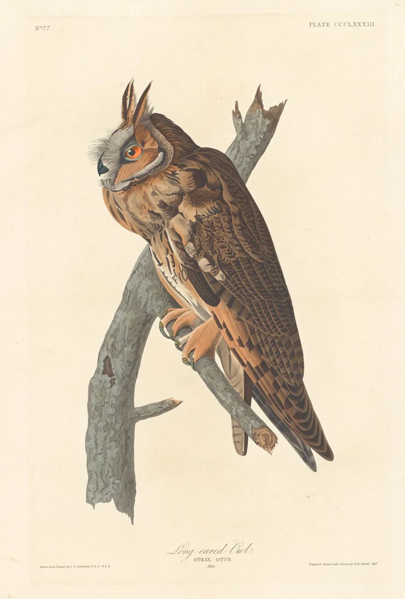 Long-eared Owl by Robert Havell, Jr.; John James Audubon, print, 1837