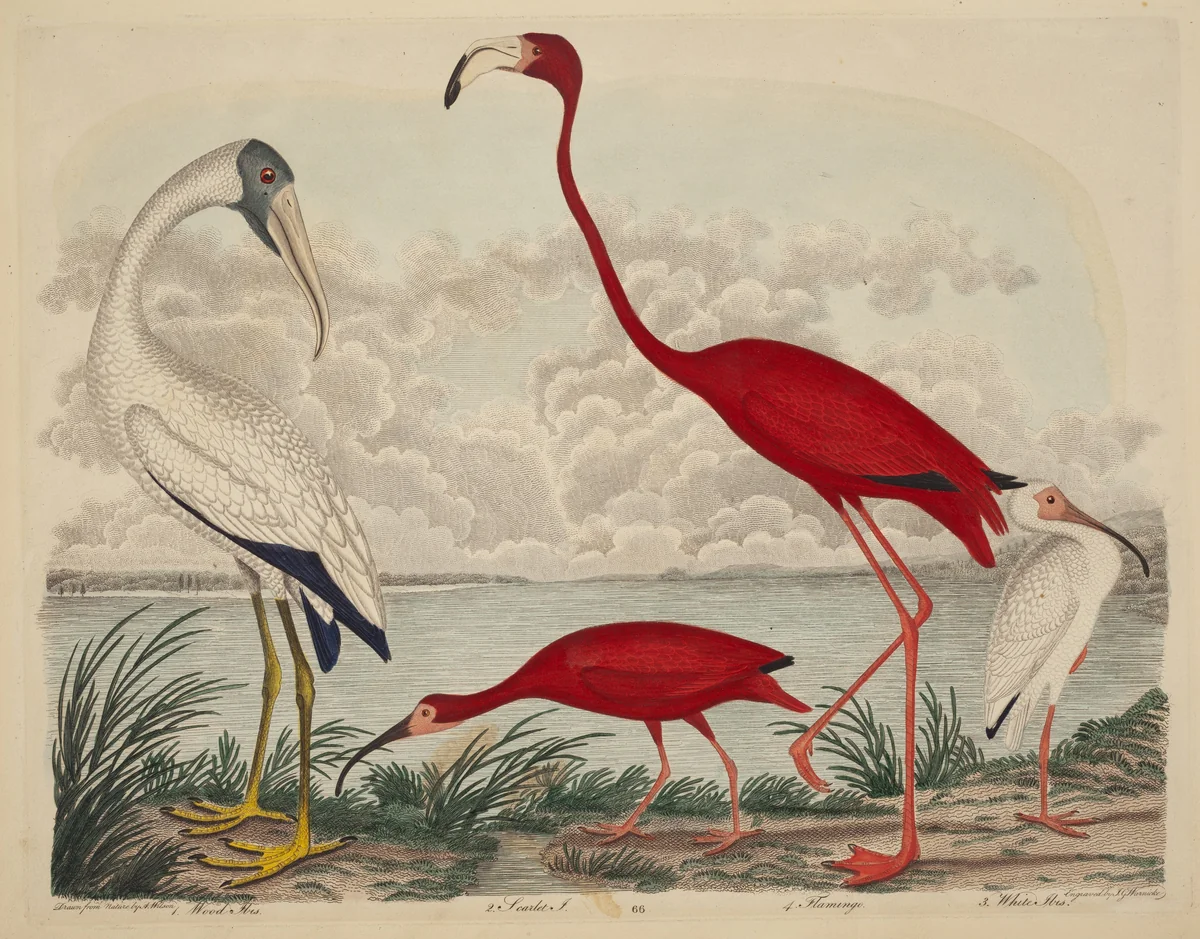 Wood Ibis, Scarlet Ibis, Flamingo, and White Ibis by John G. Warnicke
Alexander Wilson, print, 1808-1814