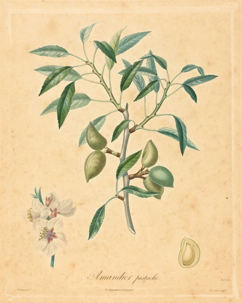Amandier pistache by A. Poiteau, print, 1800-1899