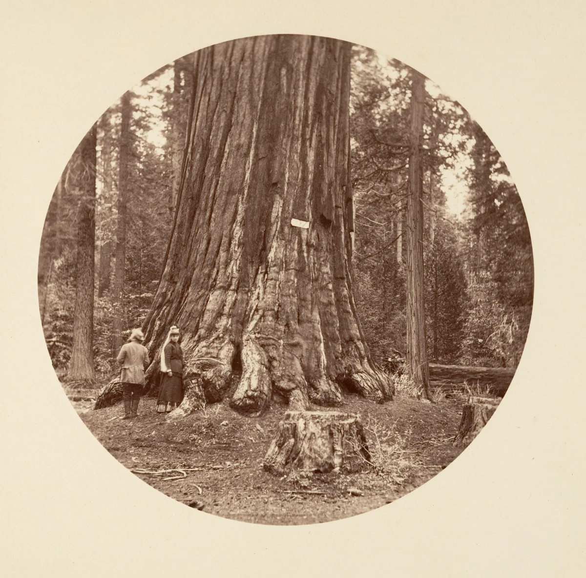 The Pride of the Forest - Calaveras Grove by Carleton E. Watkins, photograph, 1876-1880