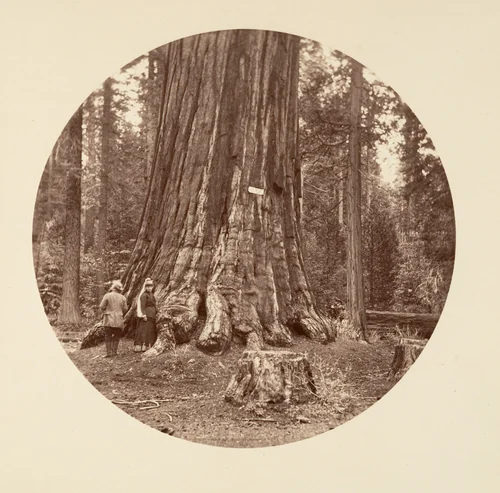 The Pride of the Forest - Calaveras Grove by Carleton E. Watkins, photograph, 1876-1880