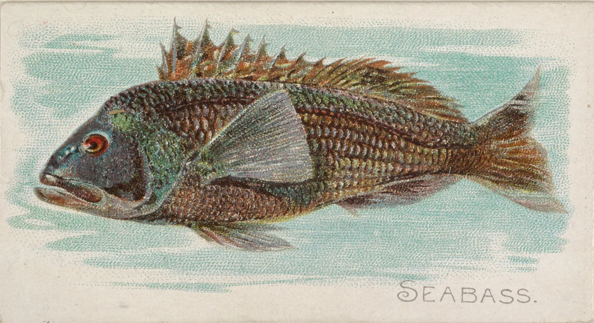 Sea Bass, from the Fish from American Waters series (N8) for Allen & Ginter Cigarettes Brands by Allen & Ginter, print, 1889