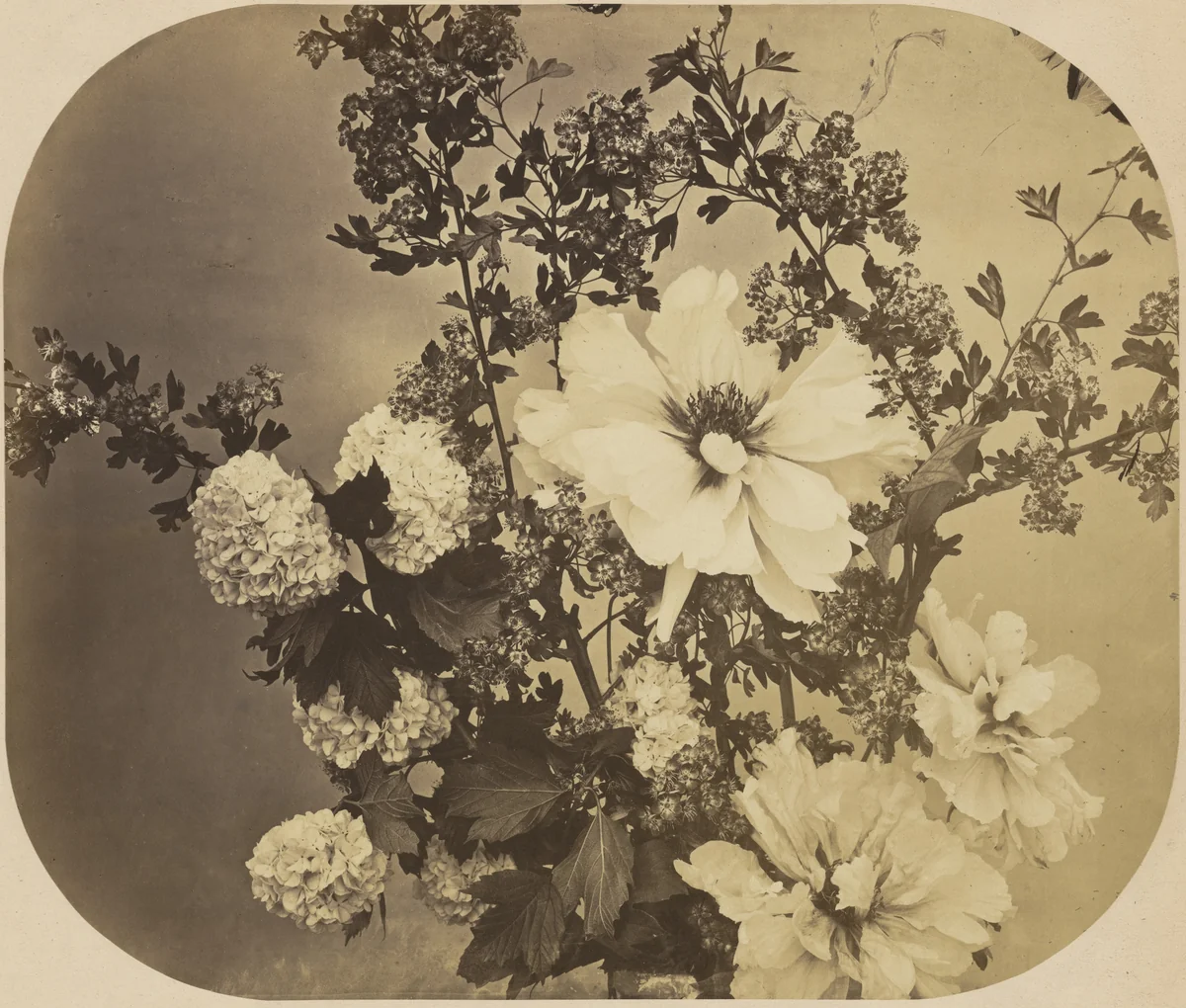 Untitled by Adolphe Braun, photograph, 1854