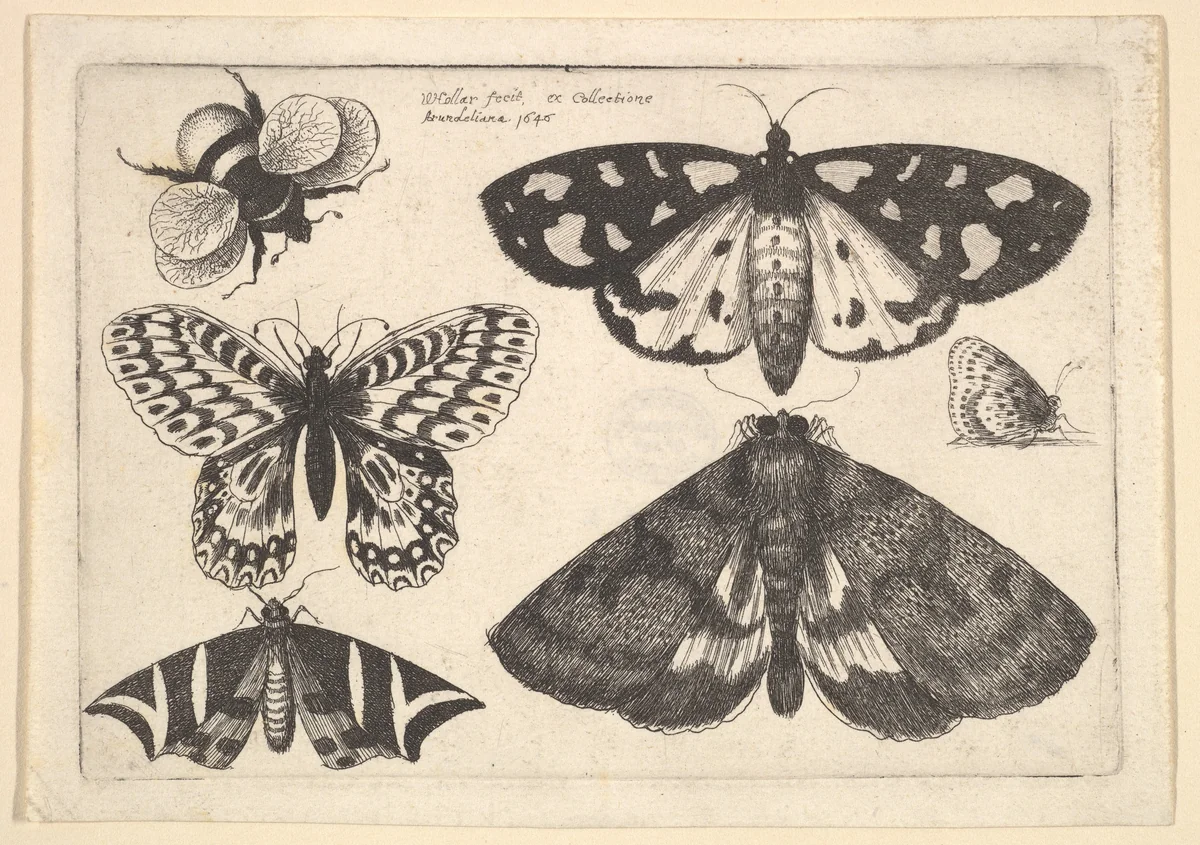 Three moths, two butterflies and a bumble bee by Wenceslaus Hollar, print, 1646