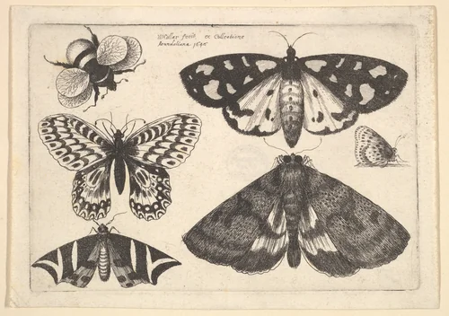Three moths, two butterflies and a bumble bee by Wenceslaus Hollar, print, 1646