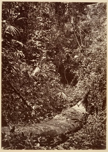 Tropical Scenery, Tropical Forest by John Moran, photograph, 1871