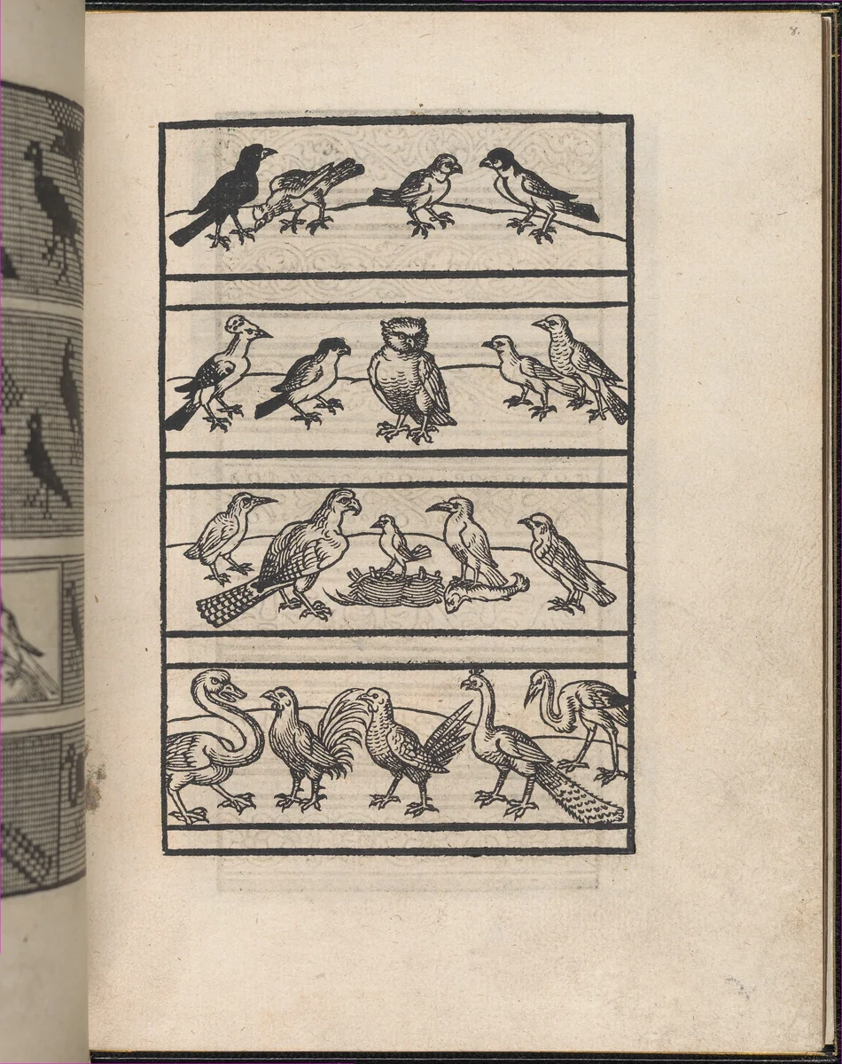 Page from Ein new kunstlich Modelbuch...(Page 8r) by Peter Quentel, book, 1544