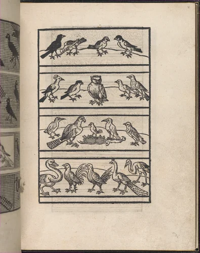 Page from Ein new kunstlich Modelbuch...(Page 8r) by Peter Quentel, book, 1544